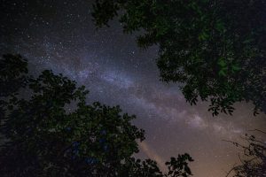 Plum trees and Milky Way